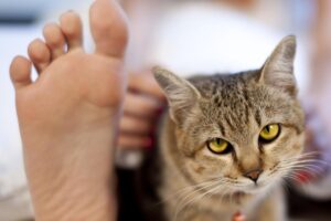 Read more about the article Pourquoi mon chat me mords les pieds