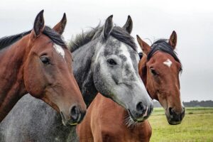 Read more about the article Pourquoi mon cheval hoche-t-il la tête verticalement ?