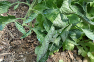 Read more about the article Pourquoi les feuilles de tomate d’enroulent