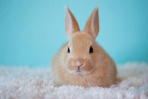 Read more about the article Pourquoi mon lapin semble-t-il tourner autour de moi ?