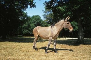Read more about the article Pourquoi les mules sont stériles
