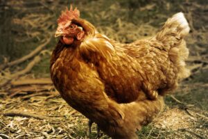 Read more about the article Pourquoi les poules se roulent-elles dans la terre ?