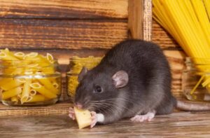 Read more about the article Pourquoi les rats ne mangent pas les appâts