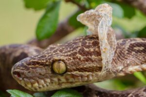 Read more about the article Qu’est-ce qui provoque la mue chez les serpents ?