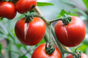 Read more about the article Pourquoi mes tomates présentent-elles des fissures ?