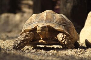Read more about the article Pourquoi pas de laitue pour les tortues