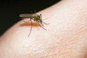 Read more about the article Pourquoi les moustiques sont attirés par la lumière